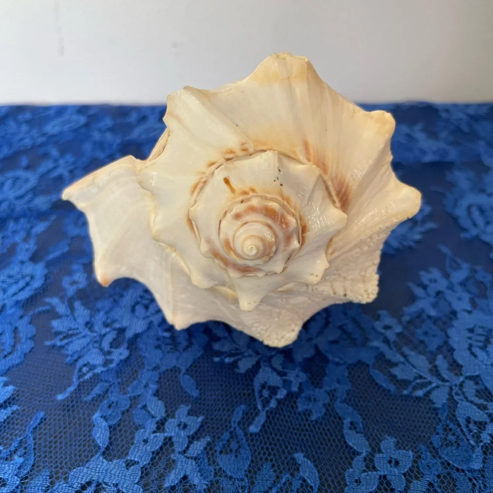 Conch Beach Shell - Picture 5 of 10